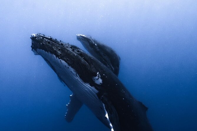 Swimming with Whales in Moorea (Half Day tour) - Why strong swimming skills are not optional