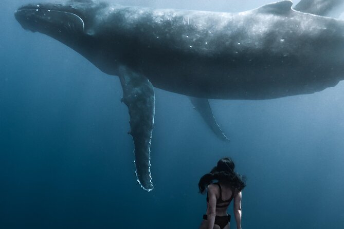 Swimming with Whales in Moorea (Half Day tour) - The crew, safety, and animal respect