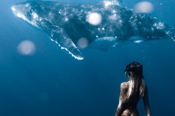 Swimming with Whales in Moorea (Half Day tour) - What you might see besides humpbacks