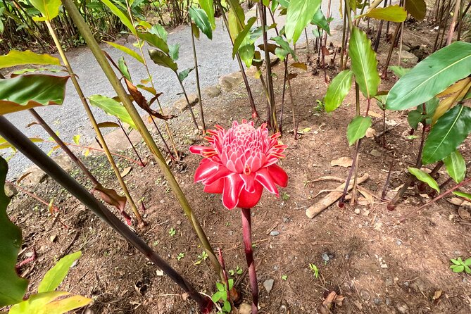 Taha'a Island or Raiatea Boat Tour - Snorkeling at Jardin de Corail