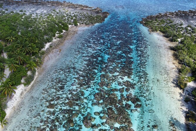 Tahaa Excursion in Electric Paddle Snorkeling Coral Garden - A closer look at the snorkeling