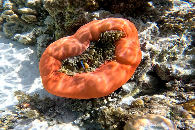 Tahaa Excursion in Electric Paddle Snorkeling Coral Garden - How the guides shape the experience