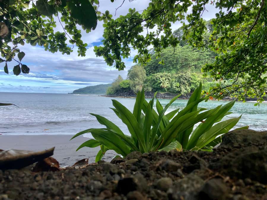 Tahiti: East or West coast tour (Half Day) - What a private guide adds in four hours