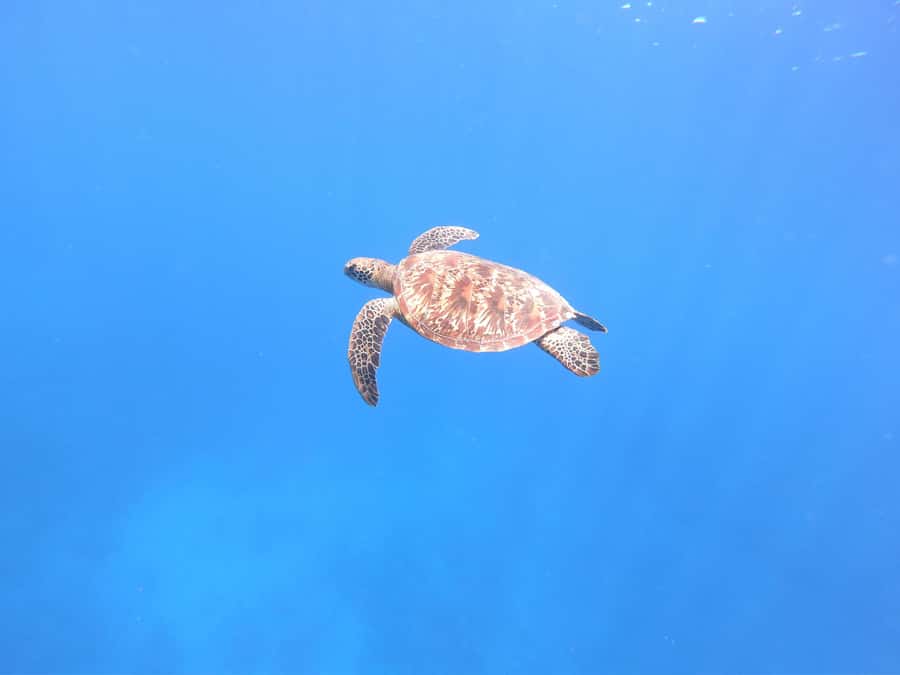 Tahiti island: 4 hours Snorkeling Tour - Four hours on Tahiti’s open lagoon