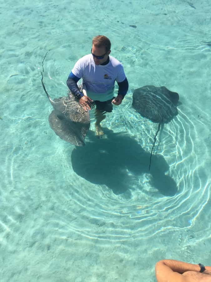 Tahiti island: 4 hours Snorkeling Tour - The dolphin watch starts the morning or afternoon
