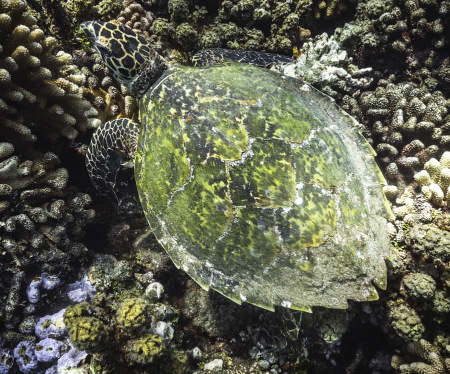 Tahiti island: 4 hours Snorkeling Tour - What to pack and how to prepare