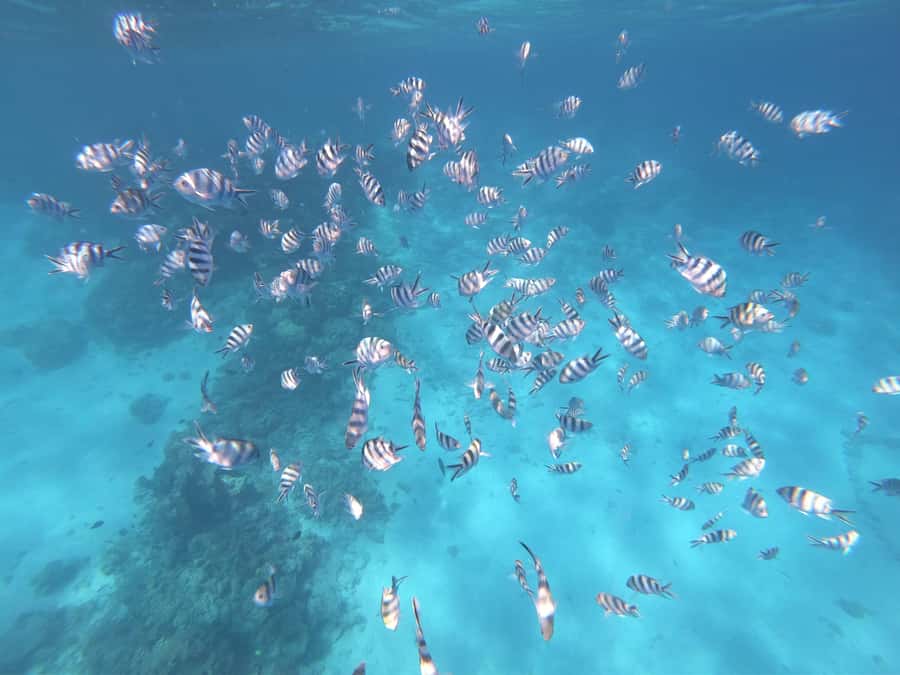 Tahiti island: 5 hours Snorkeling Picnic - Five hours that cover much of Tahiti’s blue-water appeal