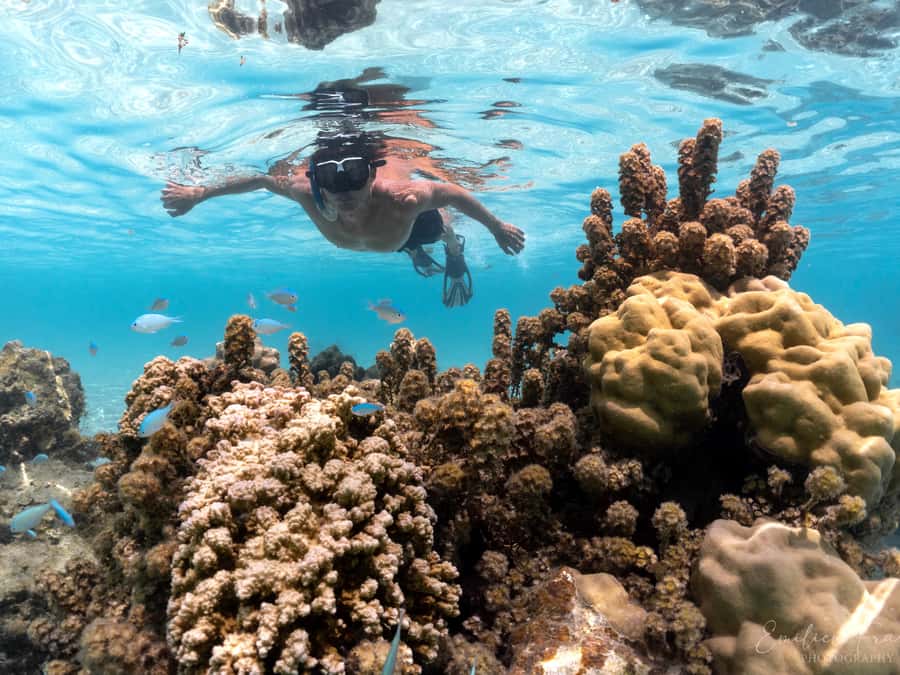 Tahiti island: 5 hours Snorkeling Picnic - Dolphins first, with nature setting the schedule