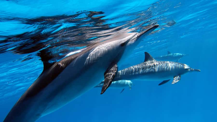 Tahiti island: 5 hours Snorkeling Picnic - Springs, coral, and a chance to meet sea turtles