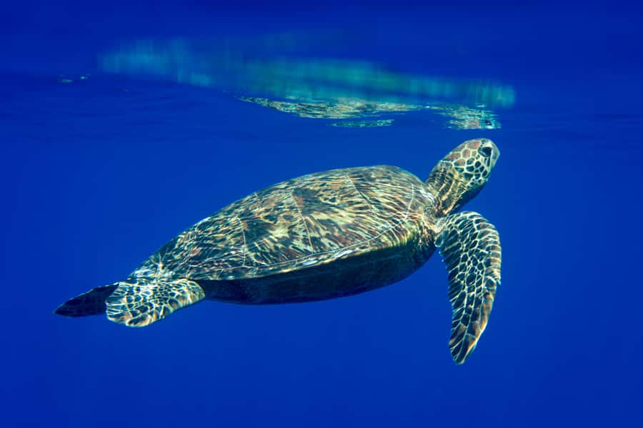 Tahiti island: 5 hours Snorkeling Picnic - Who will enjoy this Tahiti boat trip most