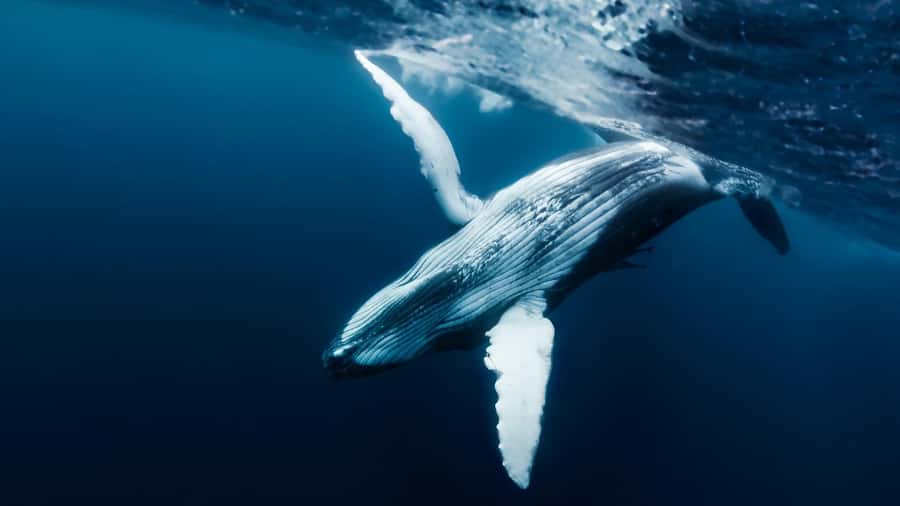Tahiti island: Whale watching Experience - Key points to know before booking