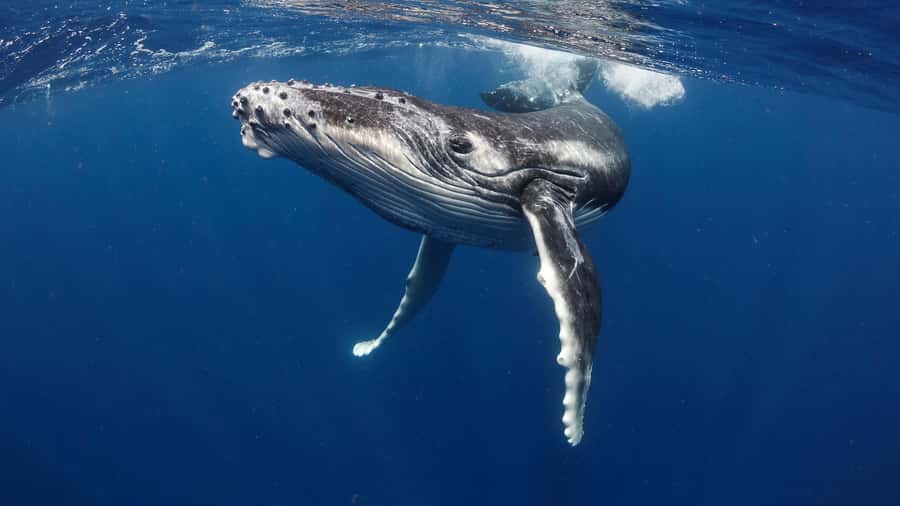 Tahiti island: Whale watching Experience - Five hours in search of Tahiti’s humpback whales
