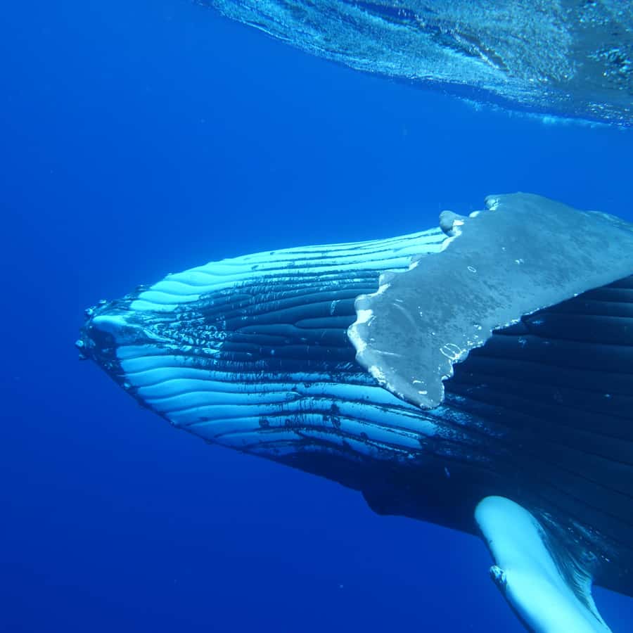 Tahiti island: Whale watching Experience - The possible swim with a humpback whale