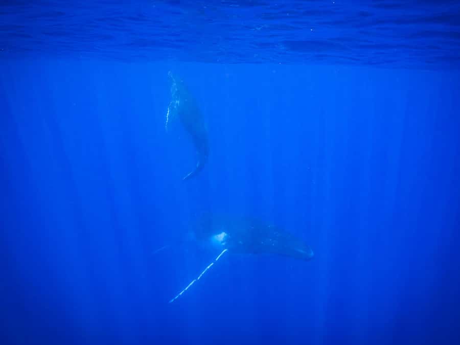 Tahiti island: Whale watching Experience - Guides who know the water and handle the swim
