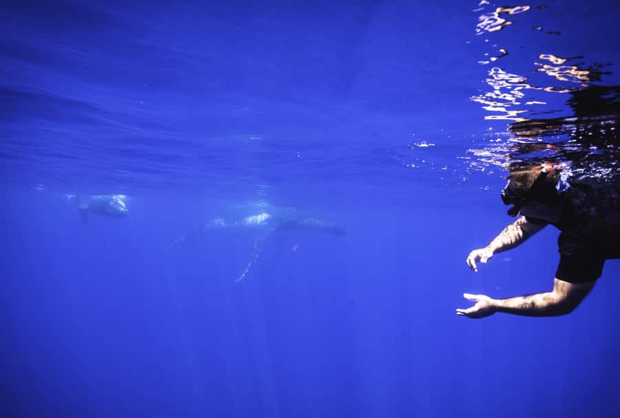Tahiti island: Whale watching Experience - Booking details worth checking