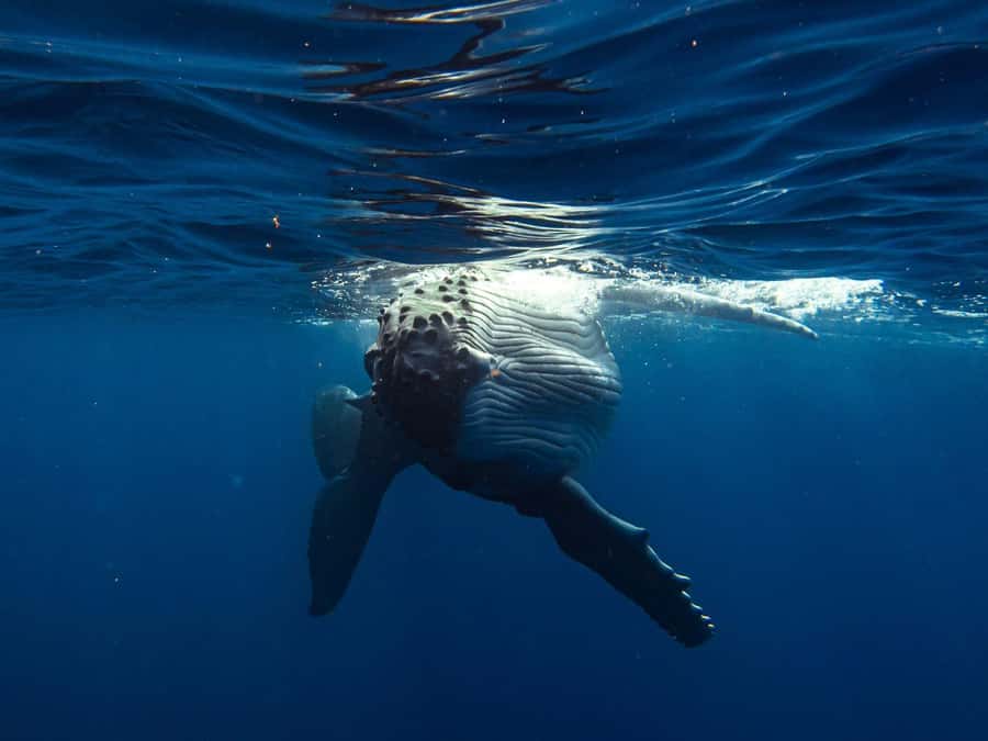 Tahiti island: Whale watching Experience - What the boat day feels like