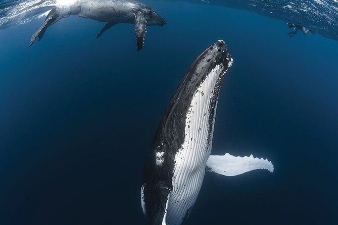 Tahiti, land of whales: a unique experience! - Four hours along Tahiti’s west coast