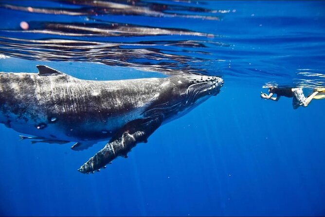 Tahiti, land of whales: a unique experience! - Swimming near sea turtles and other marine life