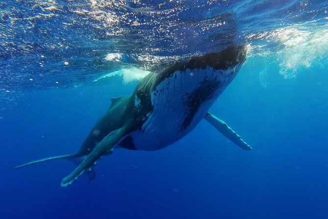 Tahiti, land of whales: a unique experience! - Ending at Taapuna sandbank