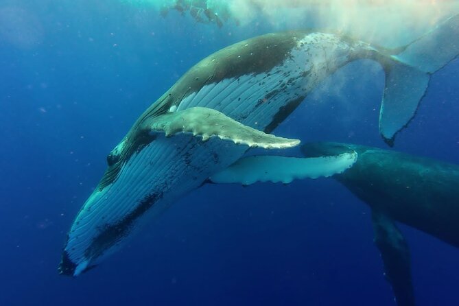 Tahiti, land of whales: a unique experience! - What the $176 price includes