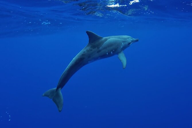 Tahiti, land of whales: a unique experience! - Watching for whales in Tahiti’s open water