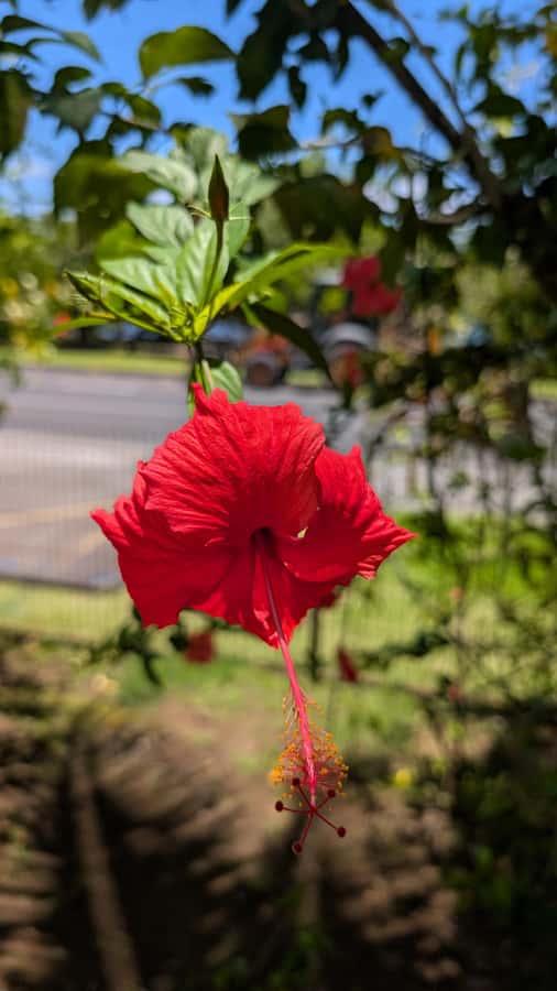Tahiti: Northeast Coast Waterfalls&Viewpoints Half Day Tour - Point Venus and the 1769 transit of Venus