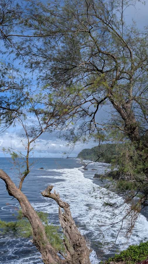 Tahiti: Northeast Coast Waterfalls&Viewpoints Half Day Tour - What the private format is worth