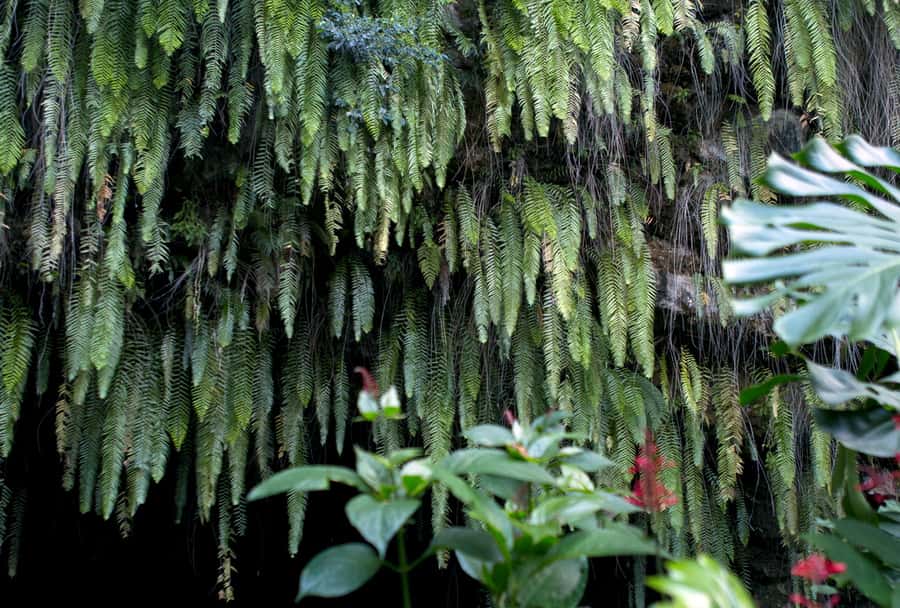 Tahiti: Private Half Day Culture and Nature Highlights Tour - Mara’a Cave and the cool side of Tahiti