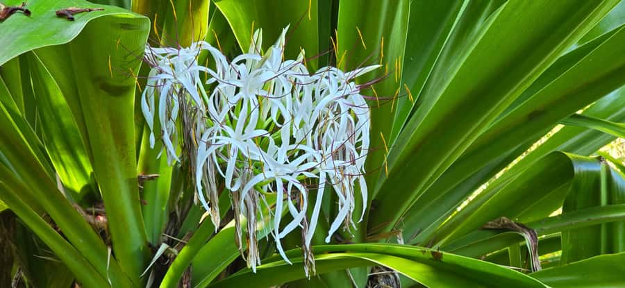 Tahiti: Private Half Day Culture and Nature Highlights Tour - Taharuu Beach and Tahiti’s black volcanic sand