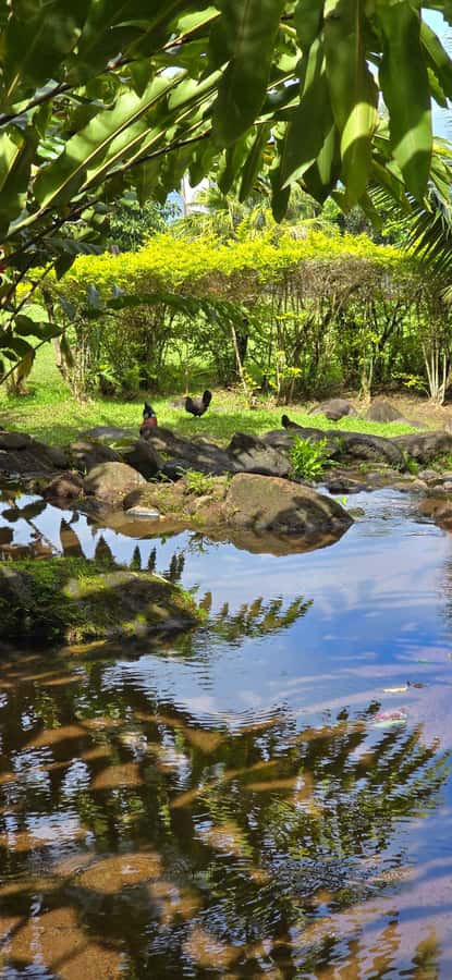 Tahiti: Private Half Day Culture and Nature Highlights Tour - Vaipahi Water Gardens and tropical plant life