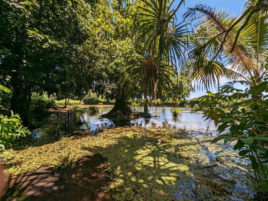 Tahiti Private Half Day Tour. Nature, history and culture - Key points at a glance