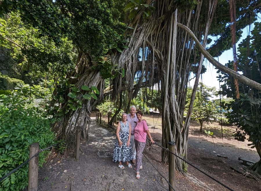 Tahiti Private Half Day Tour. Nature, history and culture - Vaipahi Water Gardens: plants with a purpose
