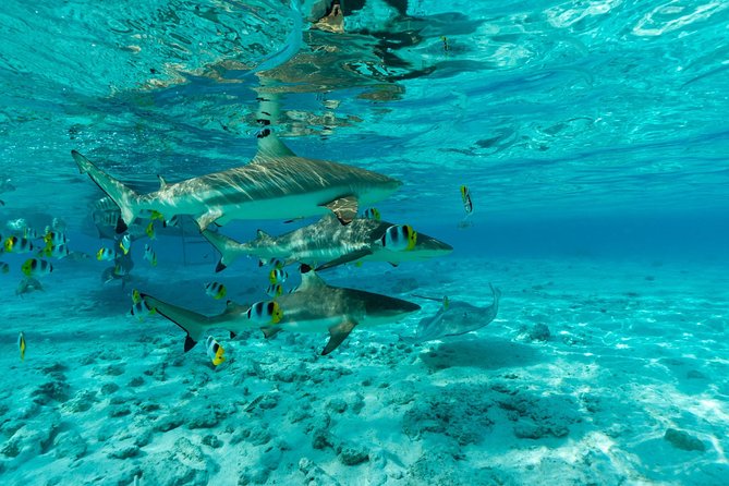 Toa Boat Bora Bora Private Lagoon tour On Ambassador Boat - The 9:00 am Start and First Look at the Lagoon