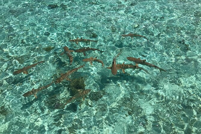 Toa Boat Bora Bora Private Lagoon tour with Lunch on Entertainer Bar Boat - A barbecue lunch served in the lagoon