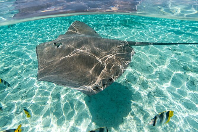 Toa Boat Bora Bora Private Lagoon tour with Lunch On Majestic Pontoon Boat - Practical details before you reserve