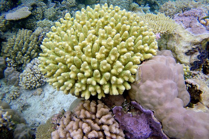 Tohora Bora Bora Snorkeling Lagoon Tours - Stop one: coral gardens and tropical fish