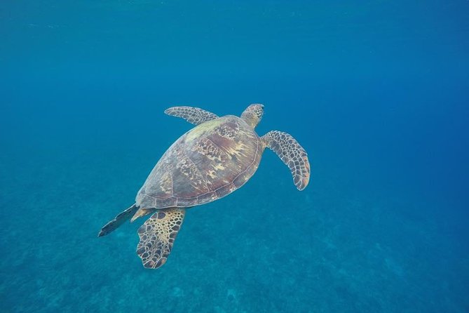 Turtle Encounter with Yumi Tours - Key points to know before you book