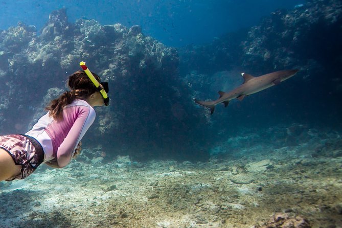 Ultimate Encounter Snorkel with Sharks in Fiji - The Shark Encounter Near Kuata Island