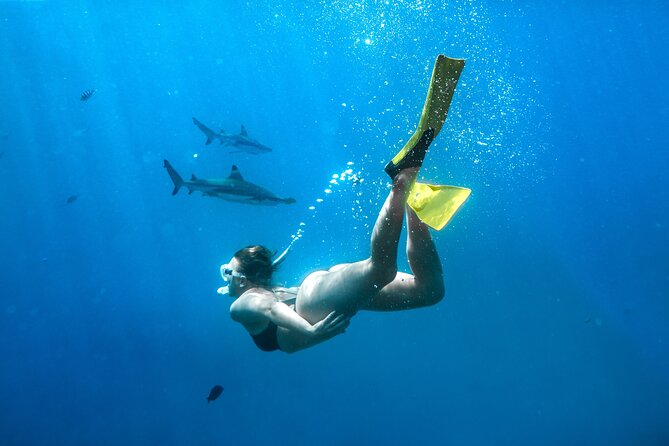 Ultimate Encounter Snorkel with Sharks in Fiji - Barefoot Kuata Gives the Trip More Than Sharks