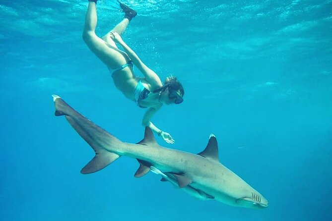 Ultimate Encounter Snorkel with Sharks in Fiji - Should You Book It?