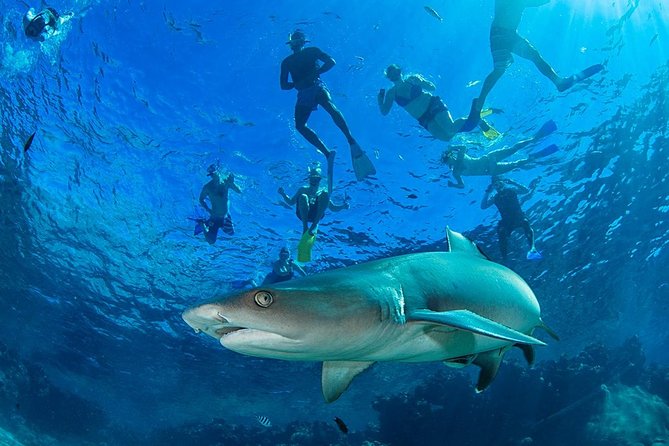 Ultimate Encounter Snorkel with Sharks in Fiji - The Boat Ride Is Scenic, But It Takes Most of the Day