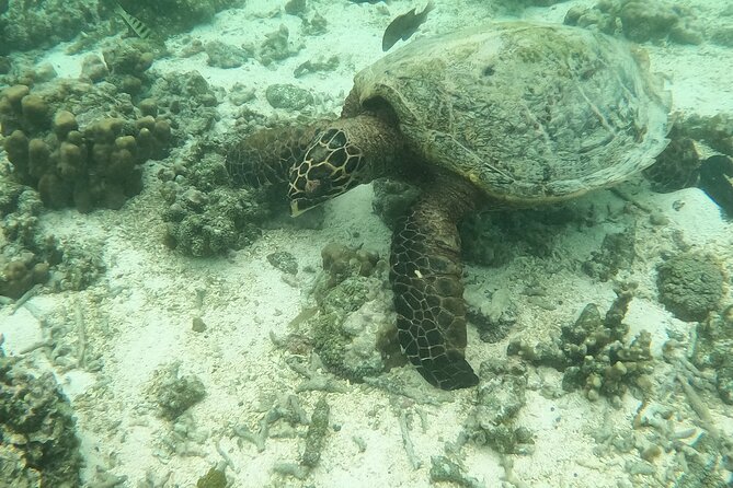 Ultimate Upolu Highlights Tour – Apia Cruise Ship Shore Excursion - Lalomanu Beach: time to slow down