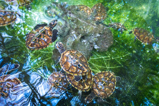 Vanuatu Cultural Village, Waterfalls, Turtles and Blue Lagoon - Starting with island culture at Pepeyo