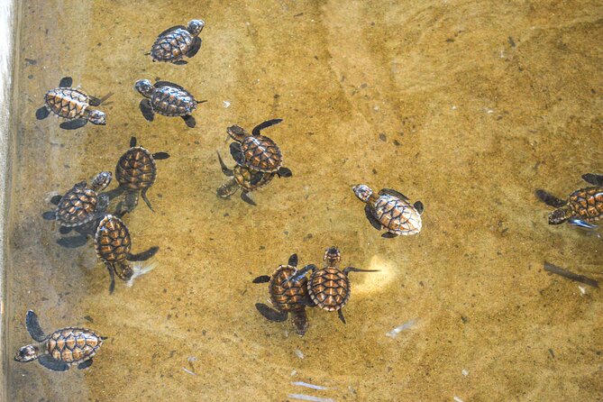 Vanuatu Cultural Village, Waterfalls, Turtles and Blue Lagoon - The turtle stop and an important detail