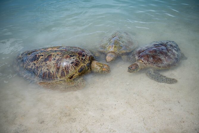 Vanuatu Cultural Village, Waterfalls, Turtles and Blue Lagoon - Forest water at Rarru Rentapao