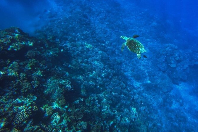 Want to escape? Treat yourself to a snorkeling session in Tahiti! - The Kaoriki and the mountain views