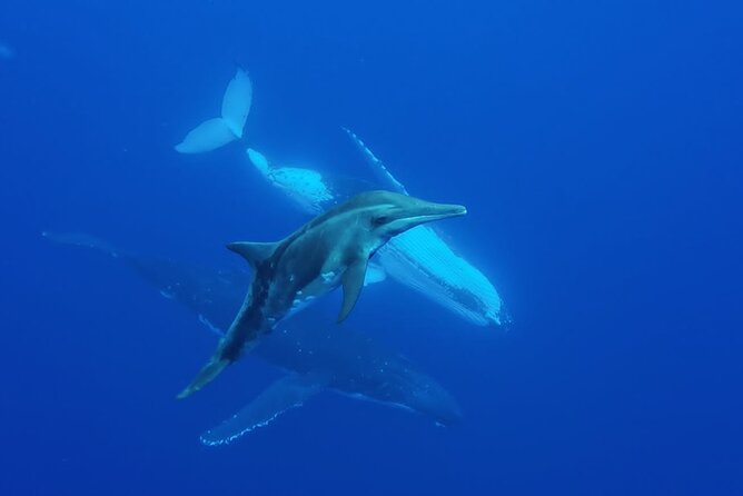 Want to escape? Treat yourself to a snorkeling session in Tahiti! - Snacks, drinks, and what to bring