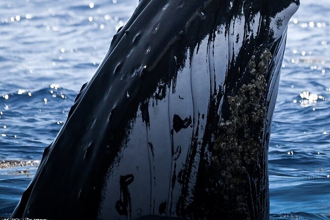 Watch and Swim with Humpback Whales in Moorea - Key points before you book