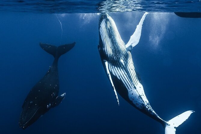 Watch and Swim with Humpback Whales in Moorea - The search for humpback whales
