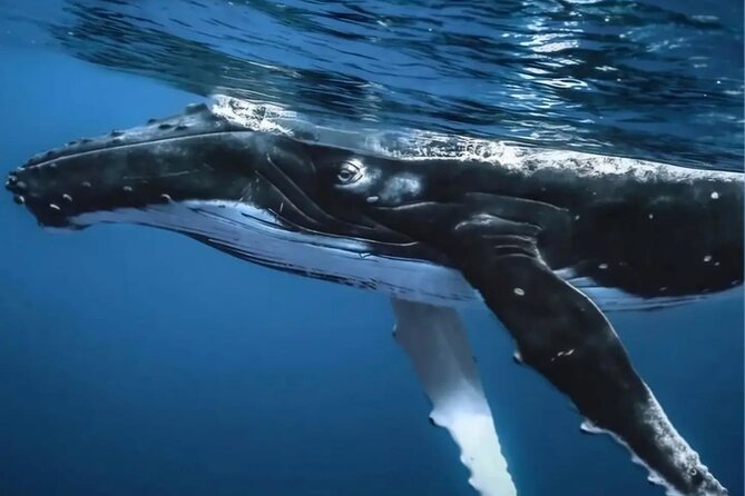 Watch and Swim with Humpback Whales in Moorea - The practical details that affect the experience